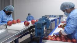 EGA Agroindustrial inauguró la primera empacadora de frutas en Zofratacna