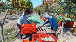 “El 2025 será un año con mucho mango peruano”