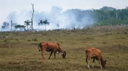 El 38% de la Amazonía se habría degradado