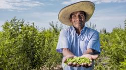 El 82% de las tierras dedicadas a leguminosas en Perú son de agricultura familiar
