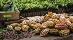 El cacao busca un nuevo equilibrio en medio de una volatilidad que no cede