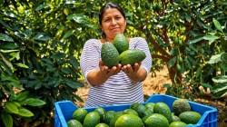 “El impacto social de la palta Hass en Perú no se replica en ningún otro fruto de exportación”