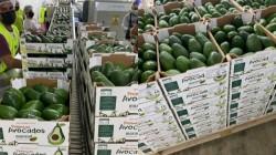 "El mango y la palta peruana enfrentan precios bajos, pero el mercado siempre encuentra el equilibrio"