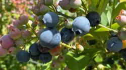 El secreto detrás del color azul: ¿cuándo están realmente listos los arándanos?