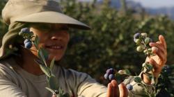 El sector arandanero de Perú ya está estimando los efectos de El Niño en la próxima temporada