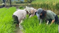 Emplean rayos gamma para lograr arroz resistente a plagas y con menos demanda de agua