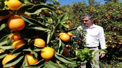España: ASAJA Murcia denuncia que la competencia desleal, la sequía y la subida de costes productivos ensombrecen al sector citrícola murciano