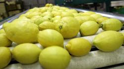 España: ASAJA Murcia exige estrictos controles fitosanitarios a importaciones de limones argentinos y sudafricanos en campaña de verano