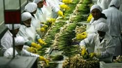 “Esperemos que los candidatos mantengan la promoción de la agroexportación”