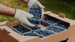 Establecen buenas prácticas agrícolas para la producción de arándanos