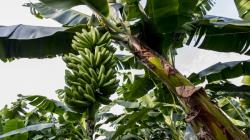 Este año habrá más oferta de bananas ecológicas que en 2021
