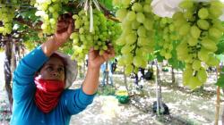 Este será un año de precios normales para la uva peruana