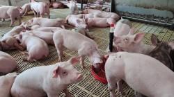 Existen 419.702 productores dedicados a la crianza de cerdo en nuestro país