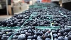 Exportación de arándano fresco de Agrícola Cerro Prieto crecería 15% en volumen