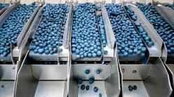 Exportación de arándanos peruanos a Europa se dispara un 166% en la campaña 2025-2026