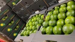 Exportación de limón Tahití supera los US$ 38 millones hasta julio