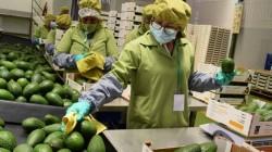 Exportación de palta peruana se mantiene estable en julio pese a caída del volumen embarcado