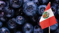 Exportaciones de arándanos de Perú superaron los US$ 2.210 millones