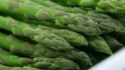 Exportaciones de espárragos de Agrícola Cerro Prieto caerían 16.67% en volumen este año