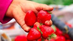 Exportaciones de fresas crecen y llegan a casi US$ 29 millones entre enero y agosto de este año