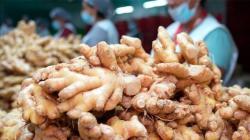 Exportaciones de jengibre fresco crecen 2.09% en volumen hasta el 24 de agosto