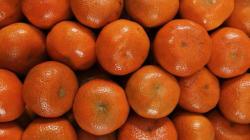 Exportaciones de mandarinas sumaron 10.184 toneladas por US$ 12.1 millones en abril del 2024
