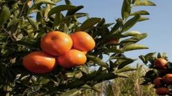 Exportaciones de mandarinas tempranas de Perú a Estados Unidos son menores en comparación al año pasado en el inicio de la campaña