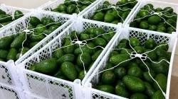 Exportaciones de palta a Chile crecen 123.2% en valor y 81.8% en volumen a mayo de 2026