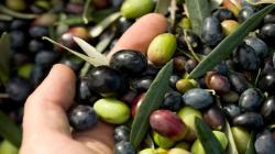 Exportaciones peruanas de aceituna sumaron 19.702.261 kilos por US$ 40.109.329 entre enero y septiembre