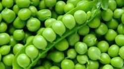 Exportaciones peruanas de arvejas alcanzaron los US$ 44 millones en el 2025