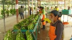 Exportaciones peruanas de banano cayeron -19% en volumen y -23% en valor en febrero de este año