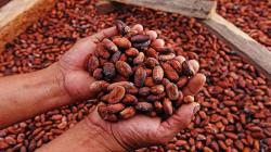 Exportaciones peruanas de cacao superarán los US$ 1.000 millones en 2024