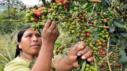 Exportaciones peruanas de café sumaron US$ 131.3 millones entre enero y febrero