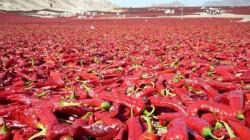 Exportaciones peruanas de capsicum sumaron US$ 184.344.000 entre enero y agosto de 2024, mostrando una reducción de -5%