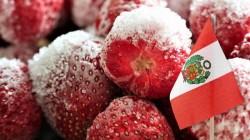 Exportaciones peruanas de fresas sumaron 3.271 toneladas por US$ 5.76 millones en septiembre