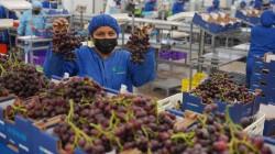 Exportaciones peruanas de frutas y hortalizas alcanzaron los US$ 4.124 millones entre enero y septiembre de 2024