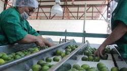 Exportaciones peruanas de limón crecieron 128% en volumen y 83% en valor en octubre