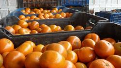 Exportaciones peruanas de mandarina caen -42% en volumen hasta la semana 19