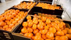 Exportaciones peruanas de mandarina disminuyen 21% en volumen y 18% en valor en marzo y abril del 2022