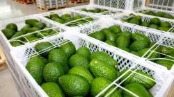 Exportaciones peruanas de palta caen 12% en volumen, pero crecen 11% en valor hasta la semana 33 del 2024