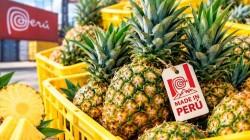 Exportaciones peruanas de piña fresca alcanzaron cerca de US$ 17 millones en 2025