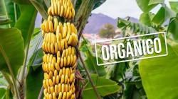 Exportaciones peruanas de productos orgánicos alcanzaron los US$ 296.5 millones en el primer semestre del 2024, mostrando un aumento de 25.8%