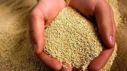Exportaciones peruanas de quinua superaron los US$ 152 millones por 54.700 tn en 2025