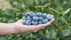 Fall Creek produce 14 millones de plantas de arándanos anualmente en Perú