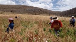 Fenómeno El Niño: ¿cuál es su impacto en la agricultura y la seguridad alimentaria?