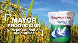 Fertiphos Plus el mejor fertilizante fosfatado para tu cultivo de arroz