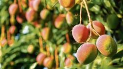 Floración de mango en Piura se mantiene en 10% al inicio de agosto