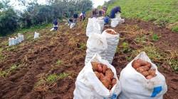 Fortalecen la producción y comercialización de papa a productores de la sierra norte