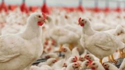 Francia sacrifica 16 millones de aves para prevenir la epidemia de gripe aviar