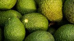 Francia sigue liderando el consumo de palta en Europa en 2024